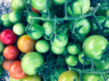 Fresh colorful cherry tomatoes , raw food and vegetable concept. red and green cherry tomatoes.