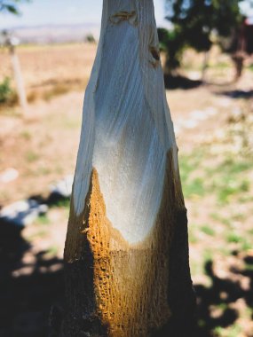 Doğada el yapımı ahşap mızrak.