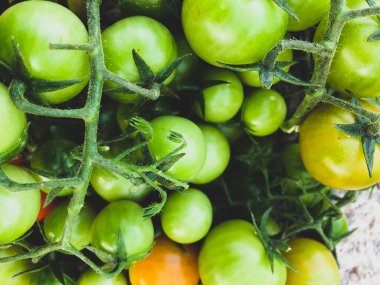 Taze kiraz domatesleri, çiğ yiyecekler ve sebze konsepti. kırmızı ve yeşil kiraz domatesleri.