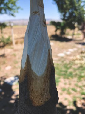 Doğada el yapımı ahşap mızrak.