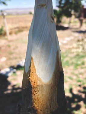 Doğada el yapımı ahşap mızrak.