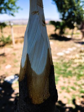 Doğada el yapımı ahşap mızrak.