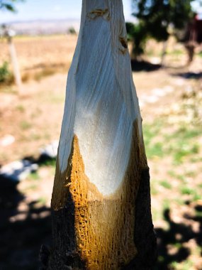 Doğada el yapımı ahşap mızrak.