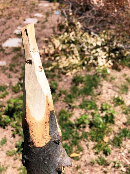 Handmade Rustic Wooden Spear Nature — Photo