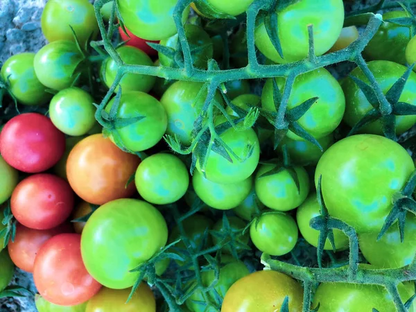 Fresh Colorful Cherry Tomatoes Raw Food Vegetable Concept Red Green — Stockfoto