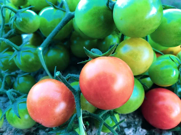 Fresh Colorful Cherry Tomatoes Raw Food Vegetable Concept Red Green — Φωτογραφία Αρχείου