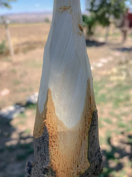 Handmade Rustic Wooden Spear Nature — 图库照片