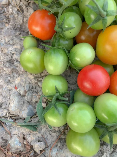 Fresh Colorful Cherry Tomatoes Raw Food Vegetable Concept Red Green — Φωτογραφία Αρχείου