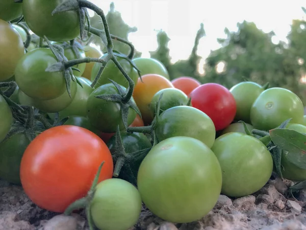 Fresh Colorful Cherry Tomatoes Raw Food Vegetable Concept Red Green — стоковое фото