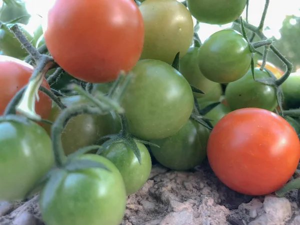 Fresh Colorful Cherry Tomatoes Raw Food Vegetable Concept Red Green — 스톡 사진