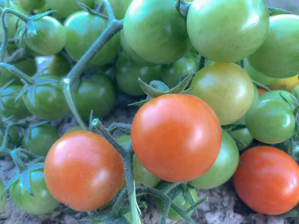 Frische Bunte Kirschtomaten Rohkost Und Gemüsekonzept Rote Und Grüne Kirschtomaten — Stockfoto