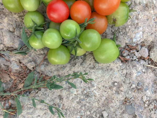 Świeże Kolorowe Pomidory Wiśniowe Surowe Jedzenie Koncepcja Warzyw Pomidory Wiśniowe — Zdjęcie stockowe