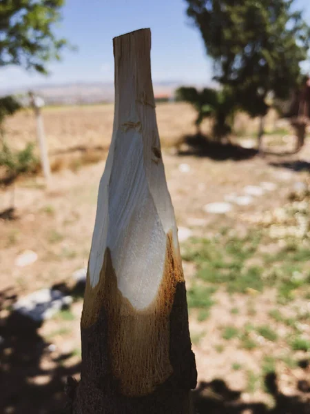 Doğada el yapımı ahşap mızrak.