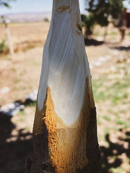 Handmade Rustic Wooden Spear Nature — Stok fotoğraf