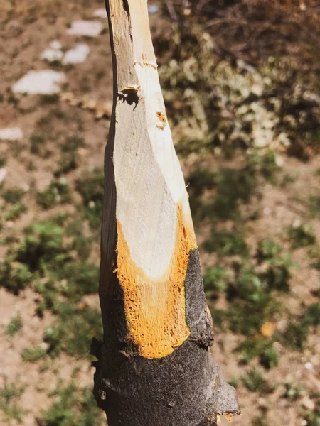 Handmade Rustic Wooden Spear Nature — Photo