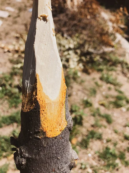 Handmade Rustic Wooden Spear Nature — Photo