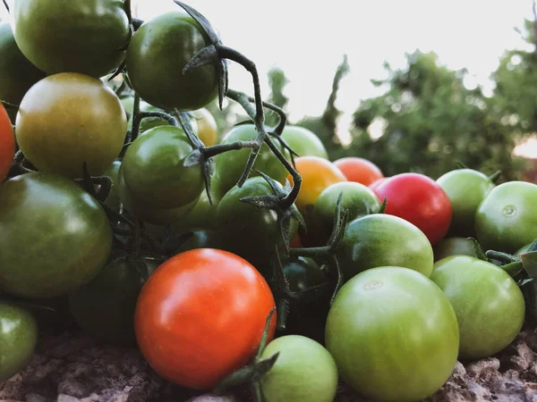 Verse Kleurrijke Kerstomaten Rauw Voedsel Groente Concept Rode Groene Kerstomaten — Stockfoto