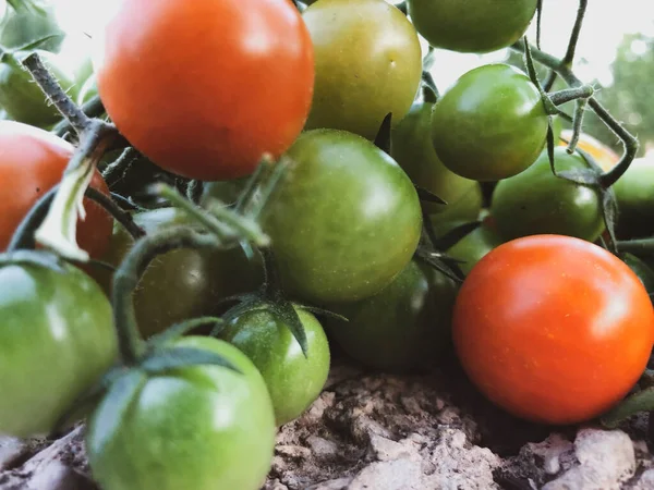 Fresh Colorful Cherry Tomatoes Raw Food Vegetable Concept Red Green — Zdjęcie stockowe