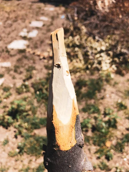 Handmade Rustic Wooden Spear Nature — Φωτογραφία Αρχείου
