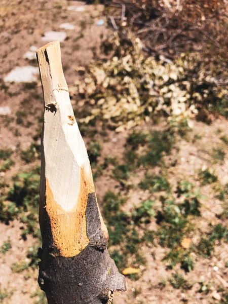 Handmade Rustic Wooden Spear Nature — Φωτογραφία Αρχείου