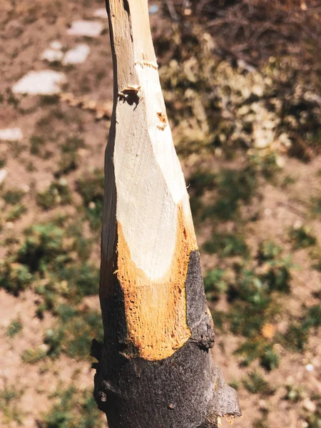 Handmade Rustic Wooden Spear Nature — Φωτογραφία Αρχείου