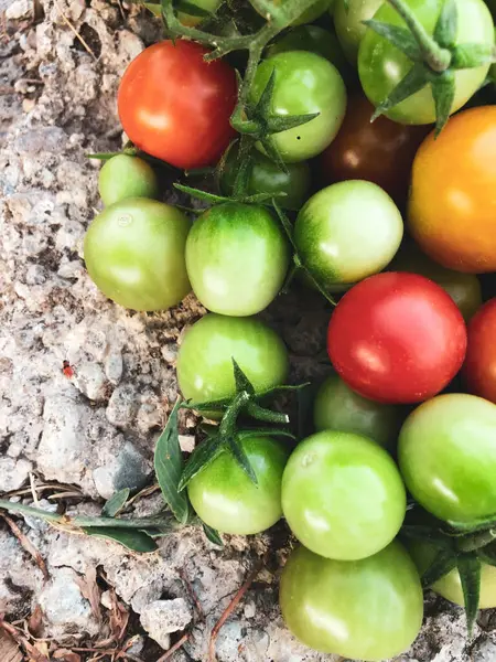 Fresh Colorful Cherry Tomatoes Raw Food Vegetable Concept Red Green — Φωτογραφία Αρχείου