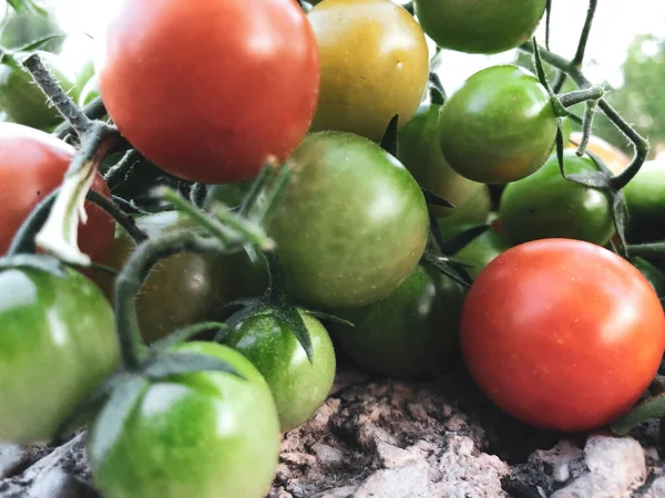 Fresh Colorful Cherry Tomatoes Raw Food Vegetable Concept Red Green — Stockfoto