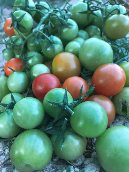 Frische Bunte Kirschtomaten Rohkost Und Gemüsekonzept Rote Und Grüne Kirschtomaten — Stockfoto