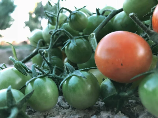 Frische Bunte Kirschtomaten Rohkost Und Gemüsekonzept Rote Und Grüne Kirschtomaten — Stockfoto