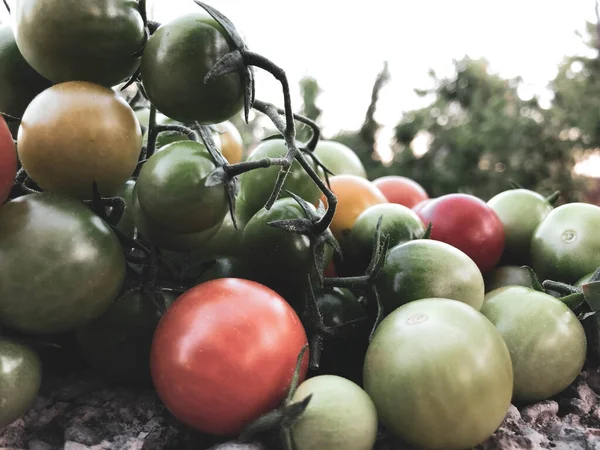 Frische Bunte Kirschtomaten Rohkost Und Gemüsekonzept Rote Und Grüne Kirschtomaten — Stockfoto