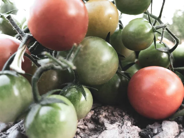 Fresh colorful cherry tomatoes , raw food and vegetable concept. red and green cherry tomatoes.