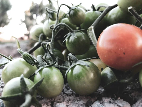 Fresh Colorful Cherry Tomatoes Raw Food Vegetable Concept Red Green — Photo