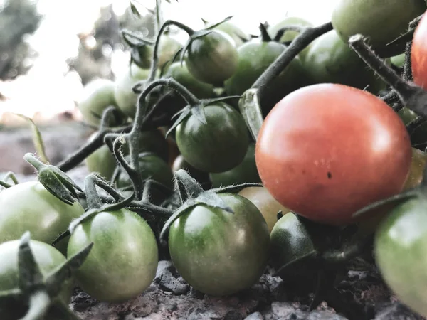 Fresh Colorful Cherry Tomatoes Raw Food Vegetable Concept Red Green — Stockfoto