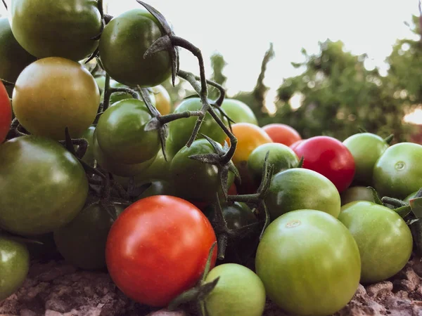 Fresh Colorful Cherry Tomatoes Raw Food Vegetable Concept Red Green — стоковое фото