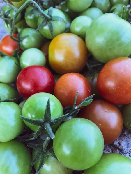 Fresh Colorful Cherry Tomatoes Raw Food Vegetable Concept Red Green — 스톡 사진