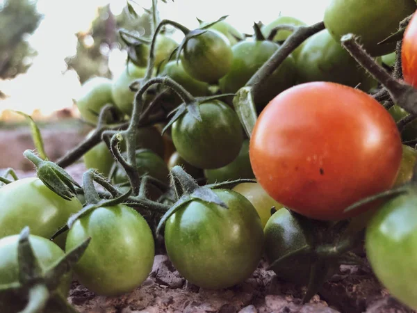 Fresh Colorful Cherry Tomatoes Raw Food Vegetable Concept Red Green — стоковое фото