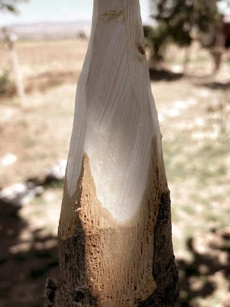 Handmade Rustic Wooden Spear Nature — Photo