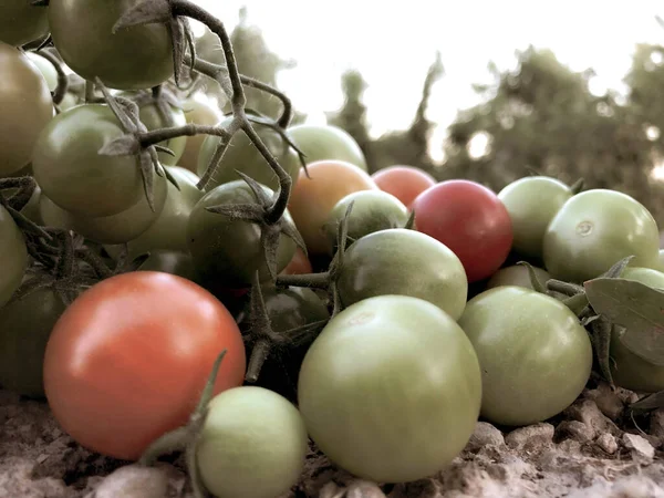 Tomates Cereja Coloridos Frescos Alimento Cru Conceito Vegetal Tomates Cereja — Fotografia de Stock