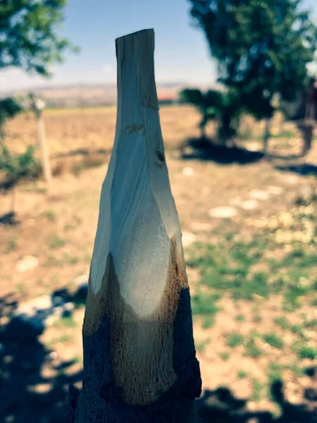 Doğada el yapımı ahşap mızrak.