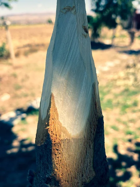 Handmade Rustic Wooden Spear Nature — ストック写真