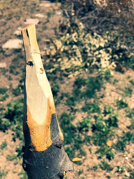 Handmade Rustic Wooden Spear Nature — Fotografia de Stock