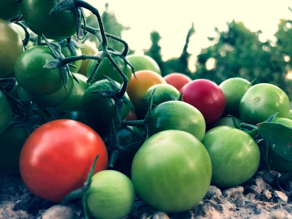 Fresh Colorful Cherry Tomatoes Raw Food Vegetable Concept Red Green — Stock Fotó