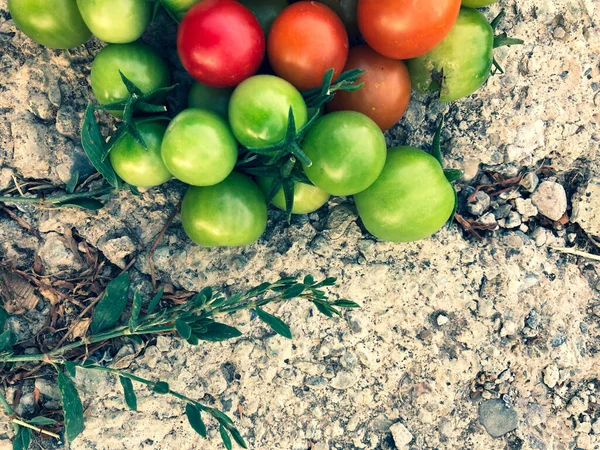 Tomates Cereja Coloridos Frescos Alimento Cru Conceito Vegetal Tomates Cereja — Fotografia de Stock