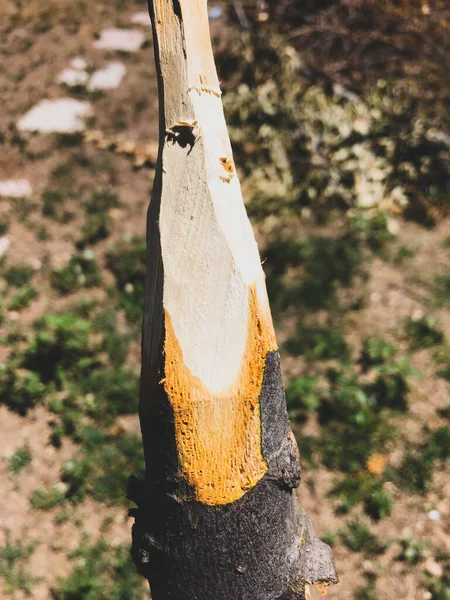 Handmade Rustic Wooden Spear Nature — Stock Photo, Image