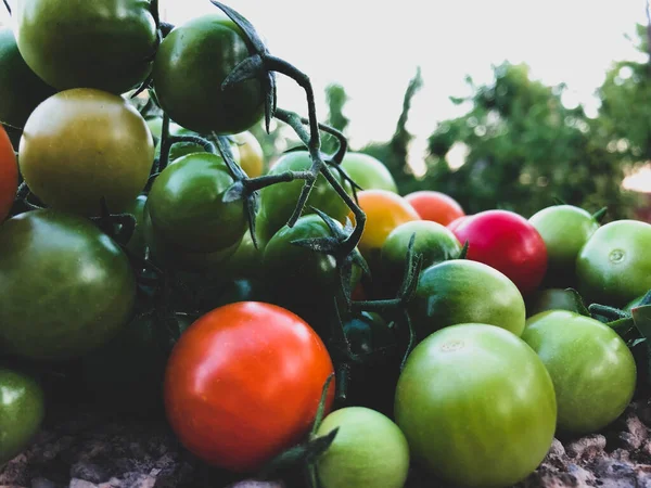 Fresh Colorful Cherry Tomatoes Raw Food Vegetable Concept Red Green — 스톡 사진