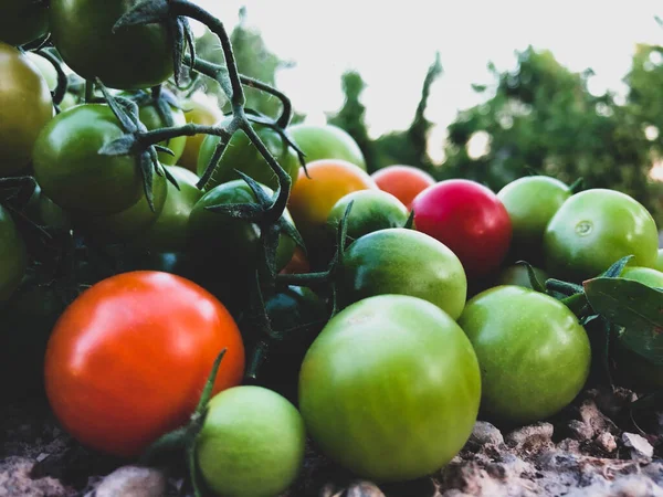 Verse Kleurrijke Kerstomaten Rauw Voedsel Groente Concept Rode Groene Kerstomaten — Stockfoto