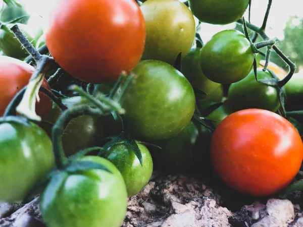 Fresh Colorful Cherry Tomatoes Raw Food Vegetable Concept Red Green — Photo