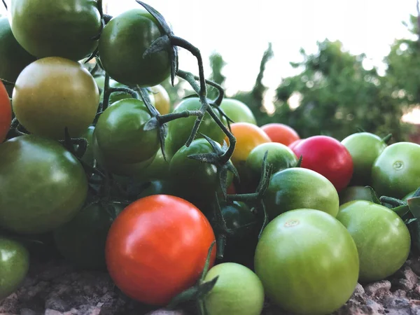 Verse Kleurrijke Kerstomaten Rauw Voedsel Groente Concept Rode Groene Kerstomaten — Stockfoto