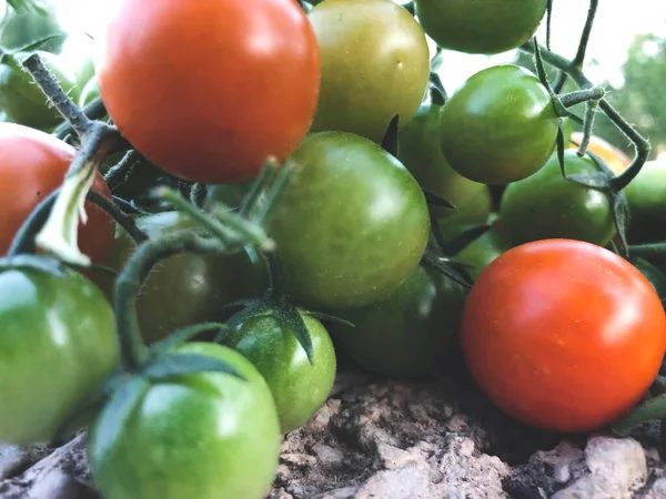 Pomodori Ciliegia Colorati Freschi Cibo Crudo Concetto Vegetale Pomodorini Rossi — Foto Stock