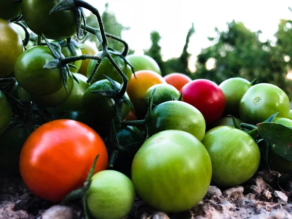 Fresh Colorful Cherry Tomatoes Raw Food Vegetable Concept Red Green — Stockfoto